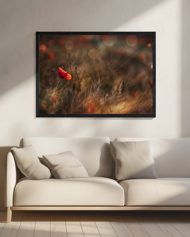 Poppy | Canvas
