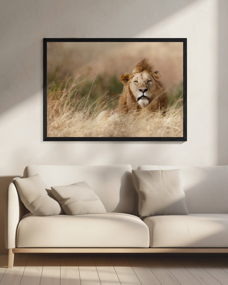 Handsome! | Canvas