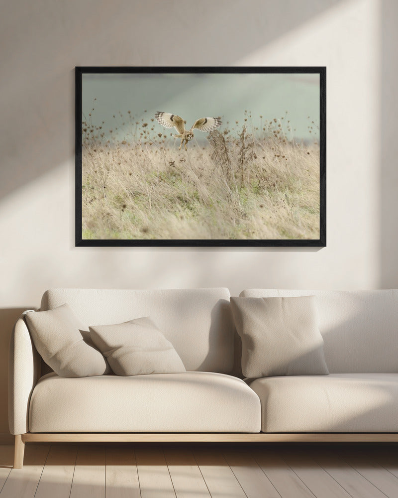 Hunting Short Eared Owl | Canvas