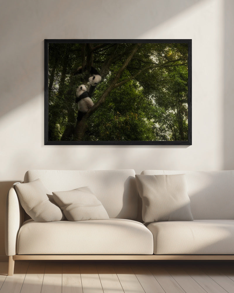 Panda | Canvas