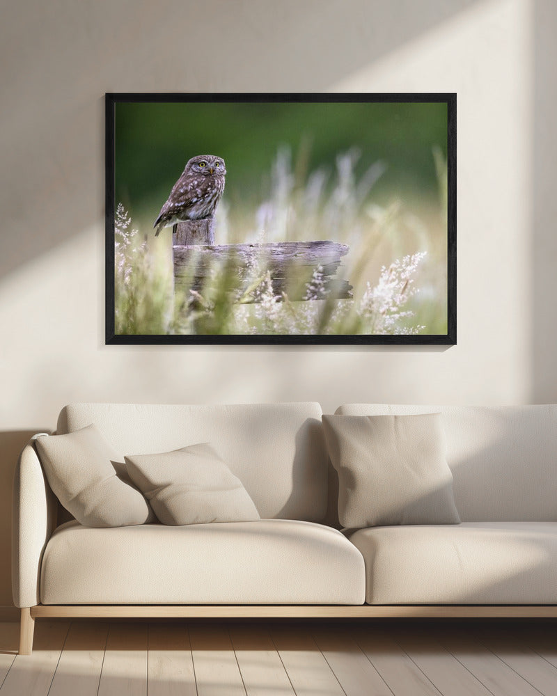 Little owl | Canvas
