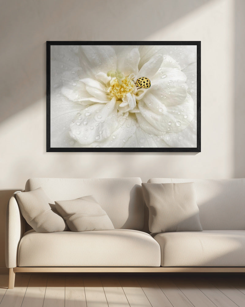 Dewdrops are the GEMS of morning | Canvas