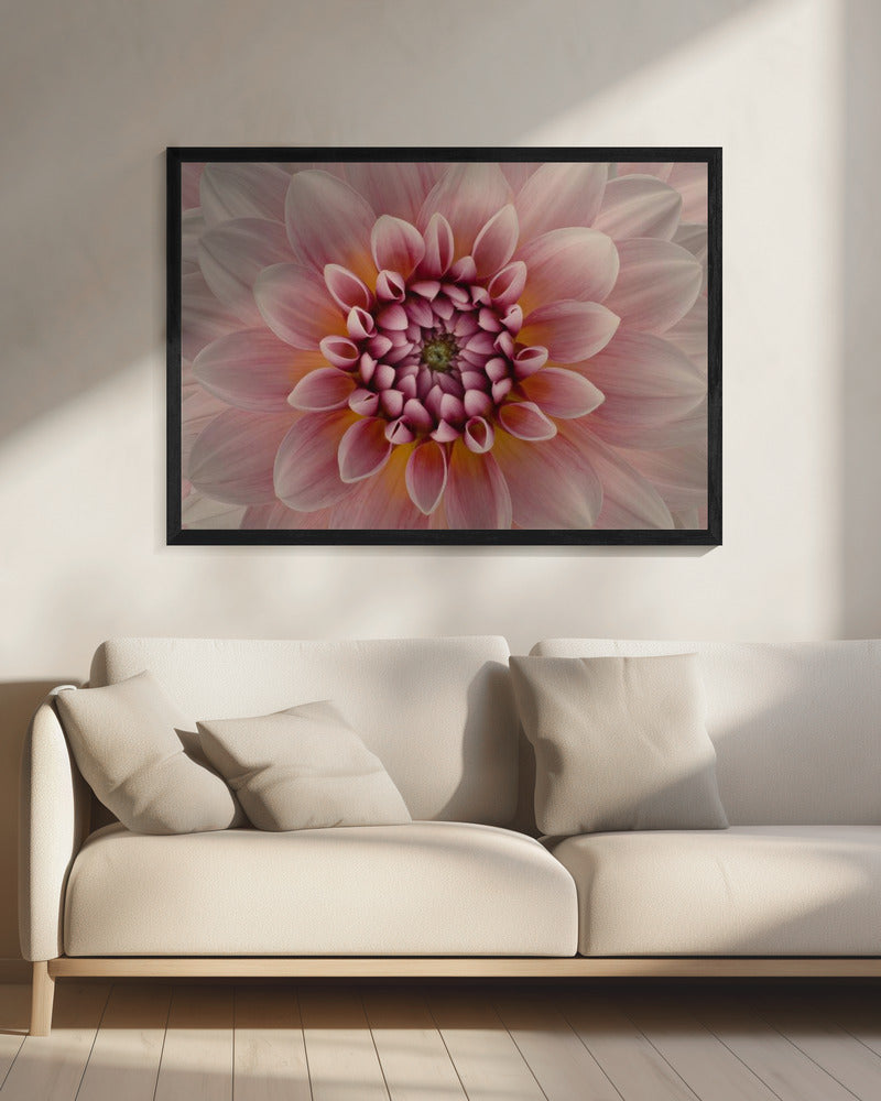 Blush | Canvas