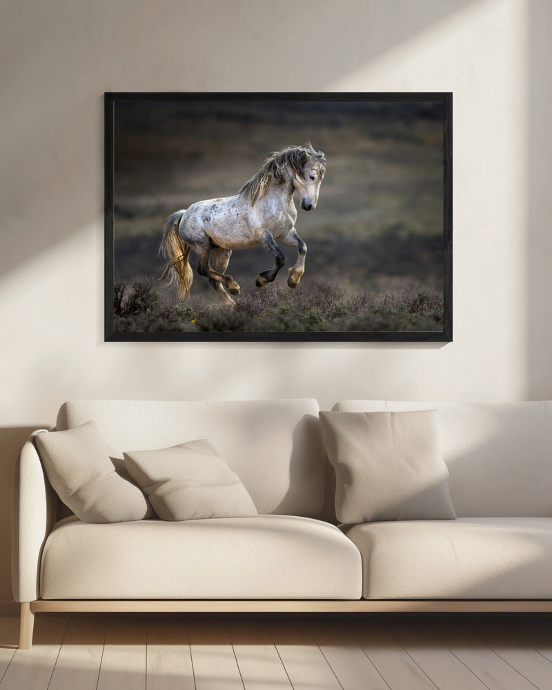 Mustang, Wild Horse / Equus ferus caballus | Canvas