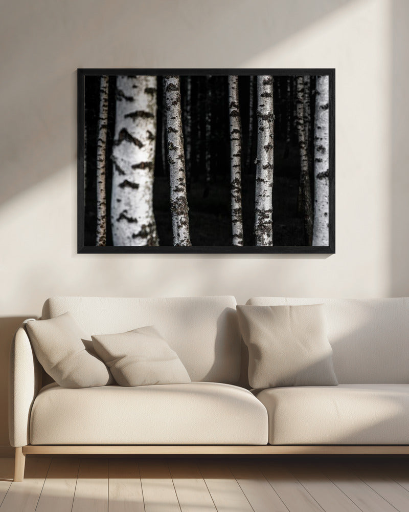 Birch Trees 8 | Canvas