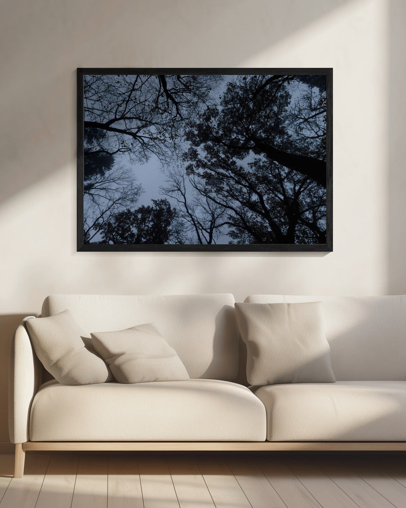 Looking Up 1 | Canvas
