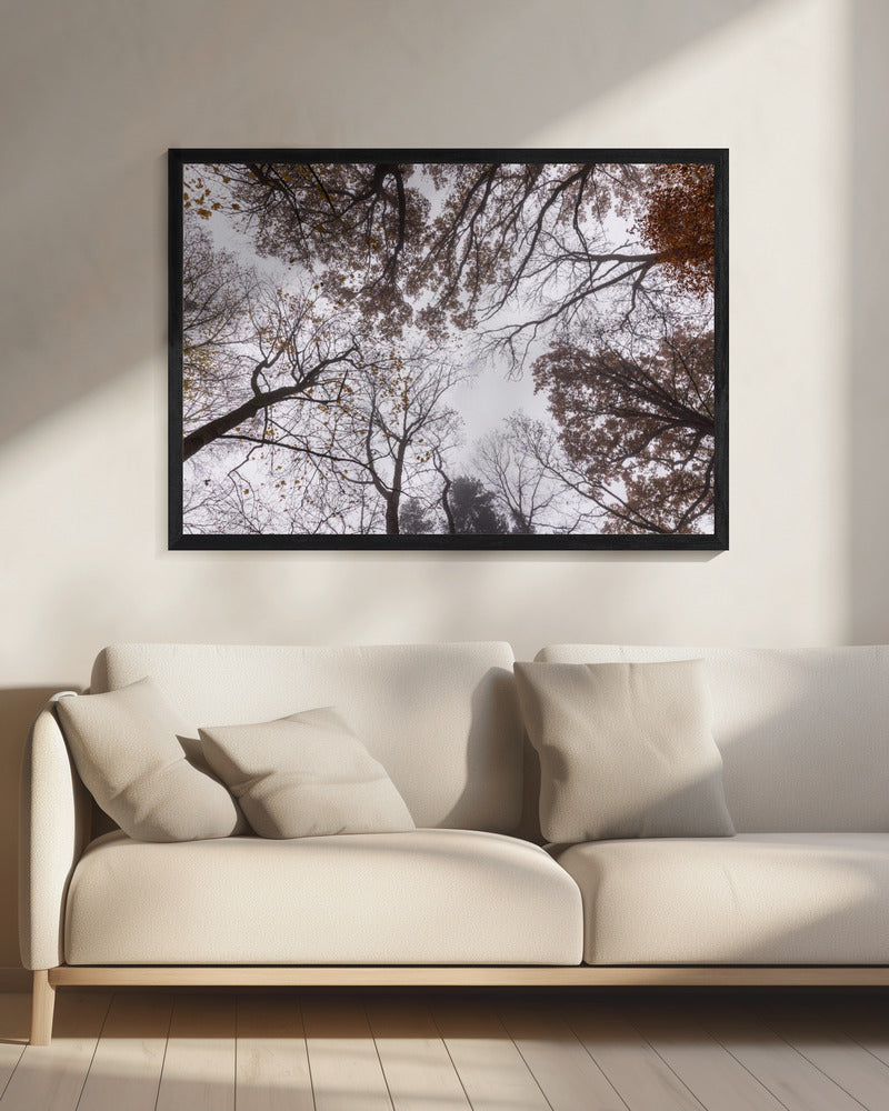 Looking Up 2 | Canvas