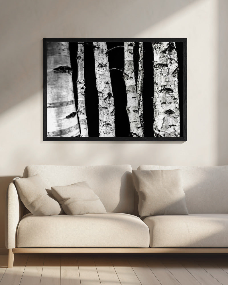 Birch Trees | Canvas