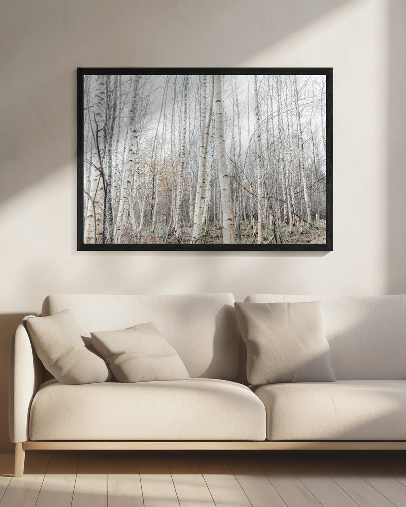 Birch Trees 9 | Canvas