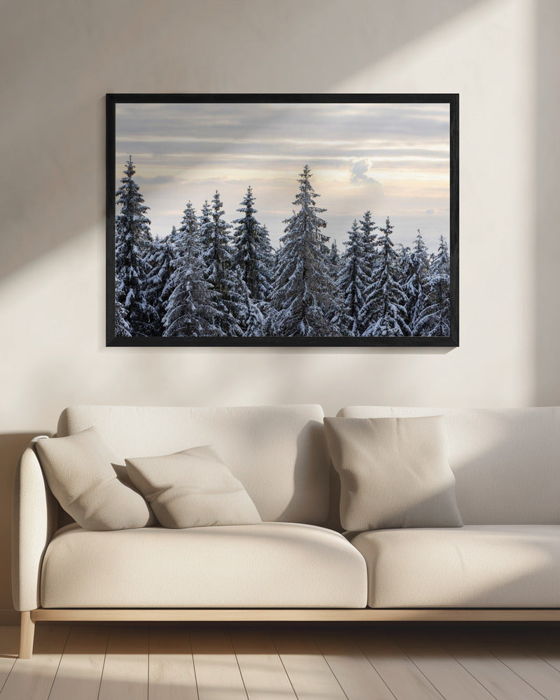 Snow Covered Trees 8 | Canvas