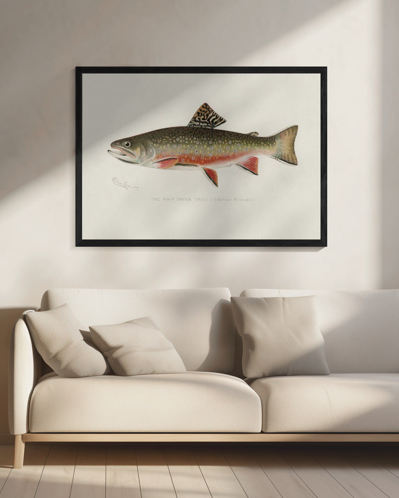 Male Brook Trout | Canvas