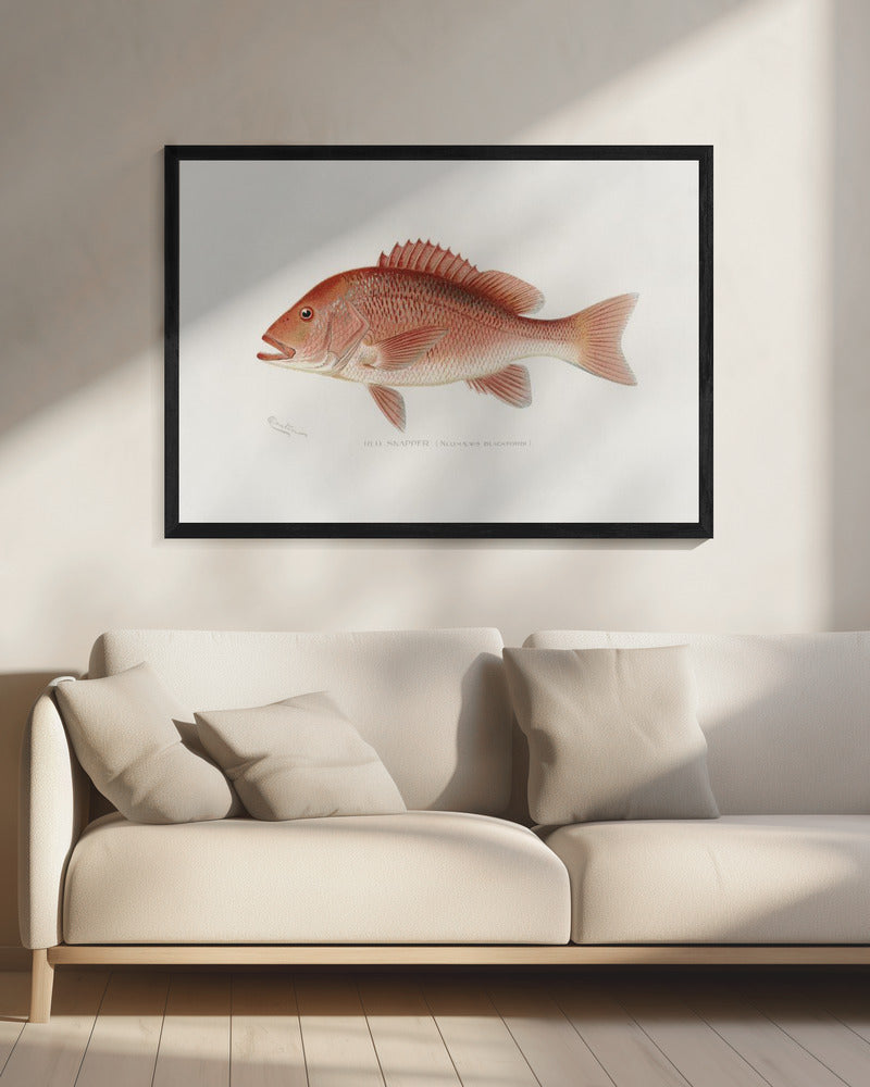 Red Snapper | Canvas