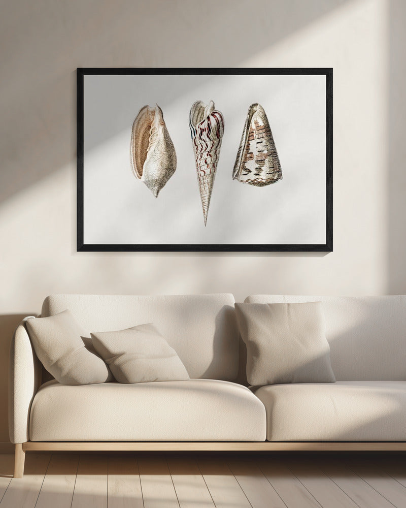 Three Mollusks Crop | Canvas