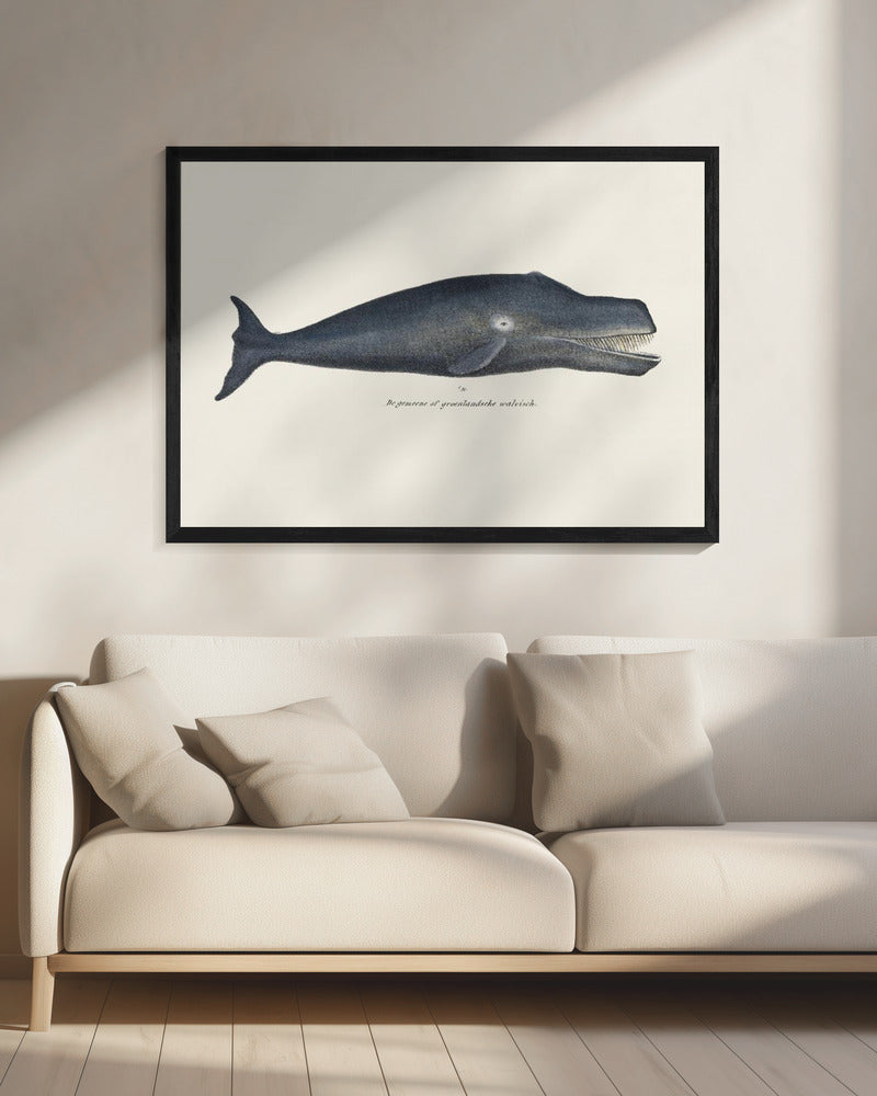 Whale I Antique Handcolored Sealife Lithograph 1824 | Canvas