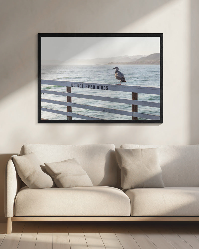 Do not feed birds | Canvas