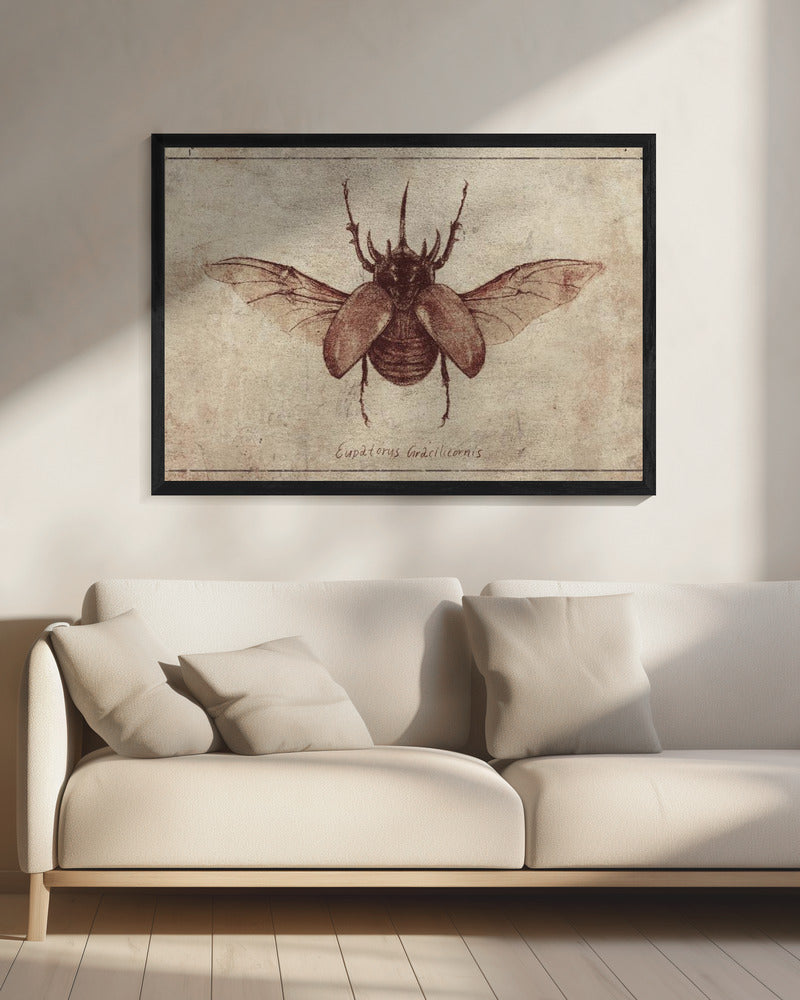 Eupatorus Gracilicornis Copy | Canvas