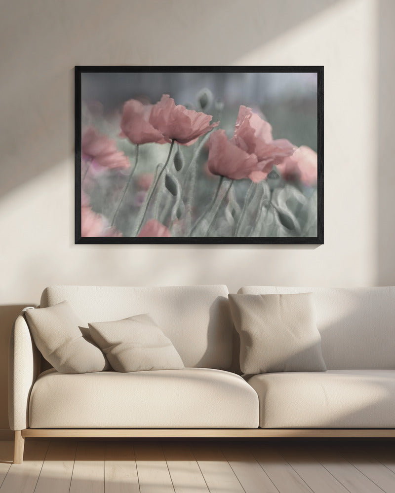 Softly | Canvas