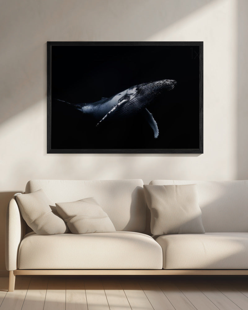 Black & Whale | Canvas