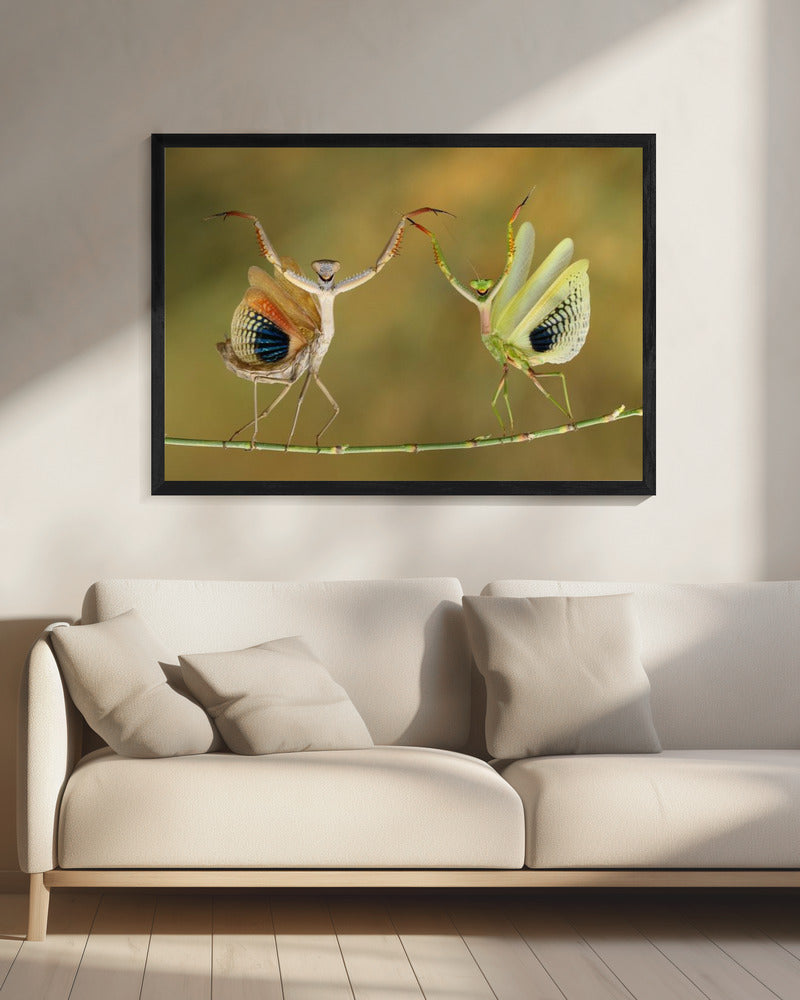 Show Time | Canvas