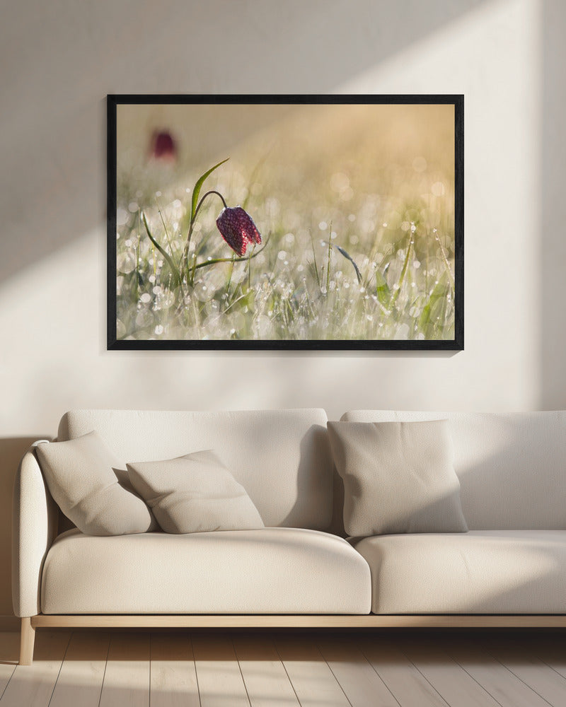 Morningdew | Canvas