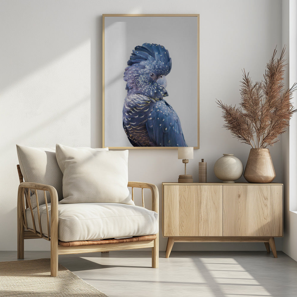 Black Cockatoo | Poster