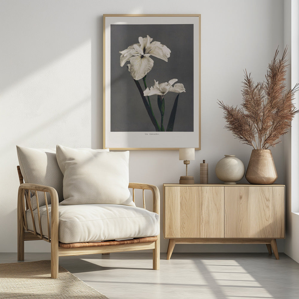 Iris Kæmpferi | Poster