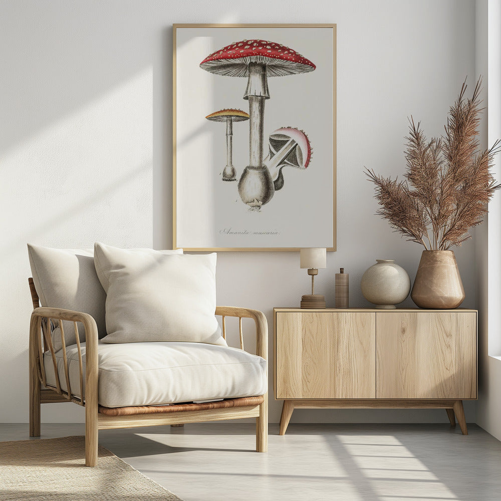 Amanita Muscaria Illustration. Medical Botany 1836 | Poster