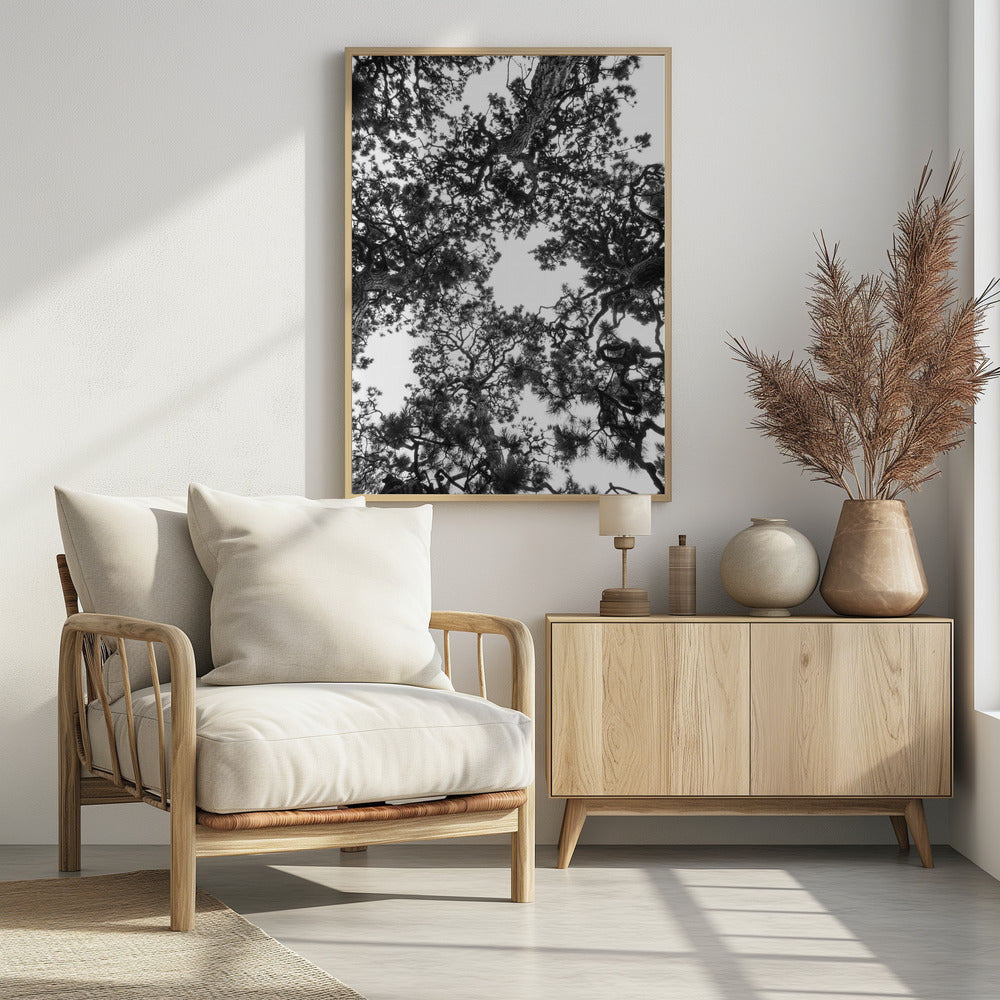 Canopy Symphony | Poster