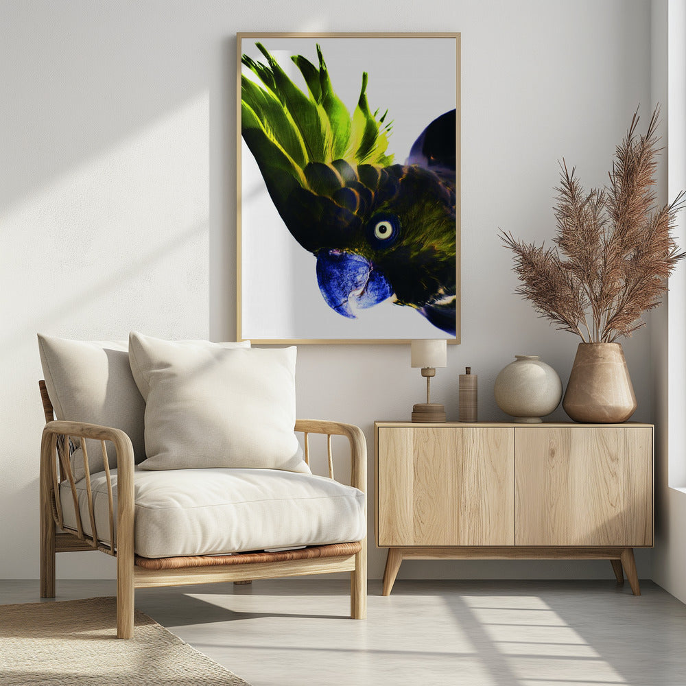 Vivid Bird Glance | Poster