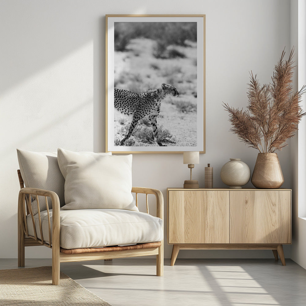 A Cheetah Walking | Poster