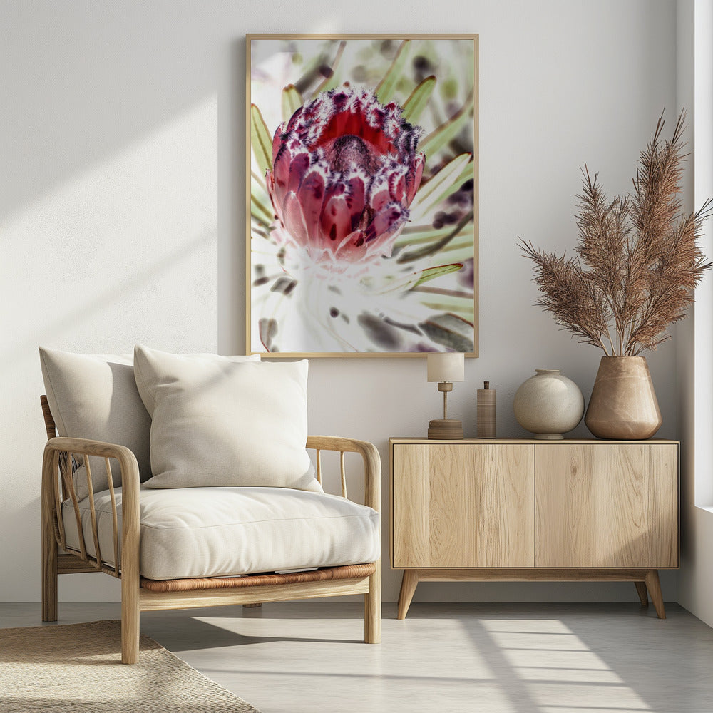 Blooming Protea Flower | Poster