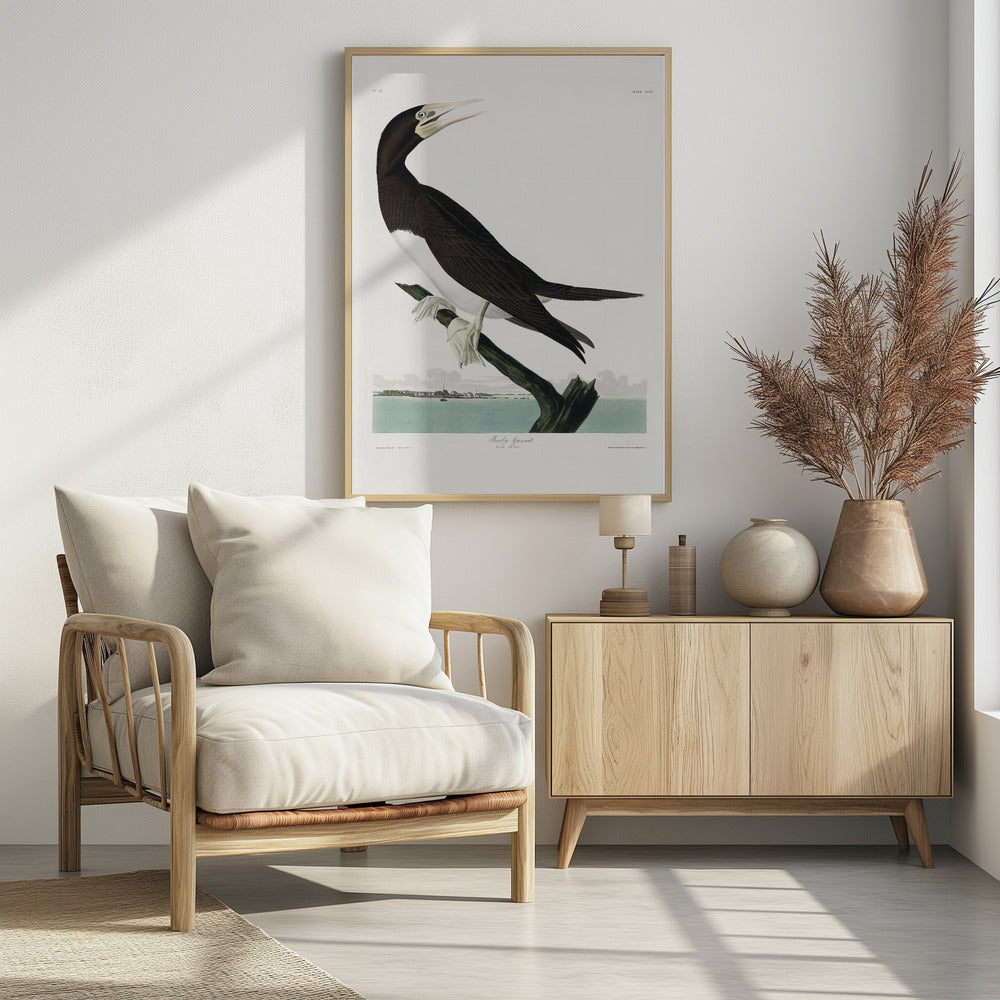 Booby Gannet From Birds of America (1827) | Poster