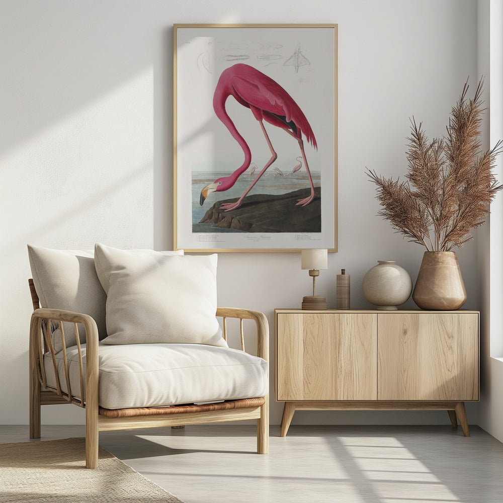 Pink Flamingo From Birds of America (1827) | Poster