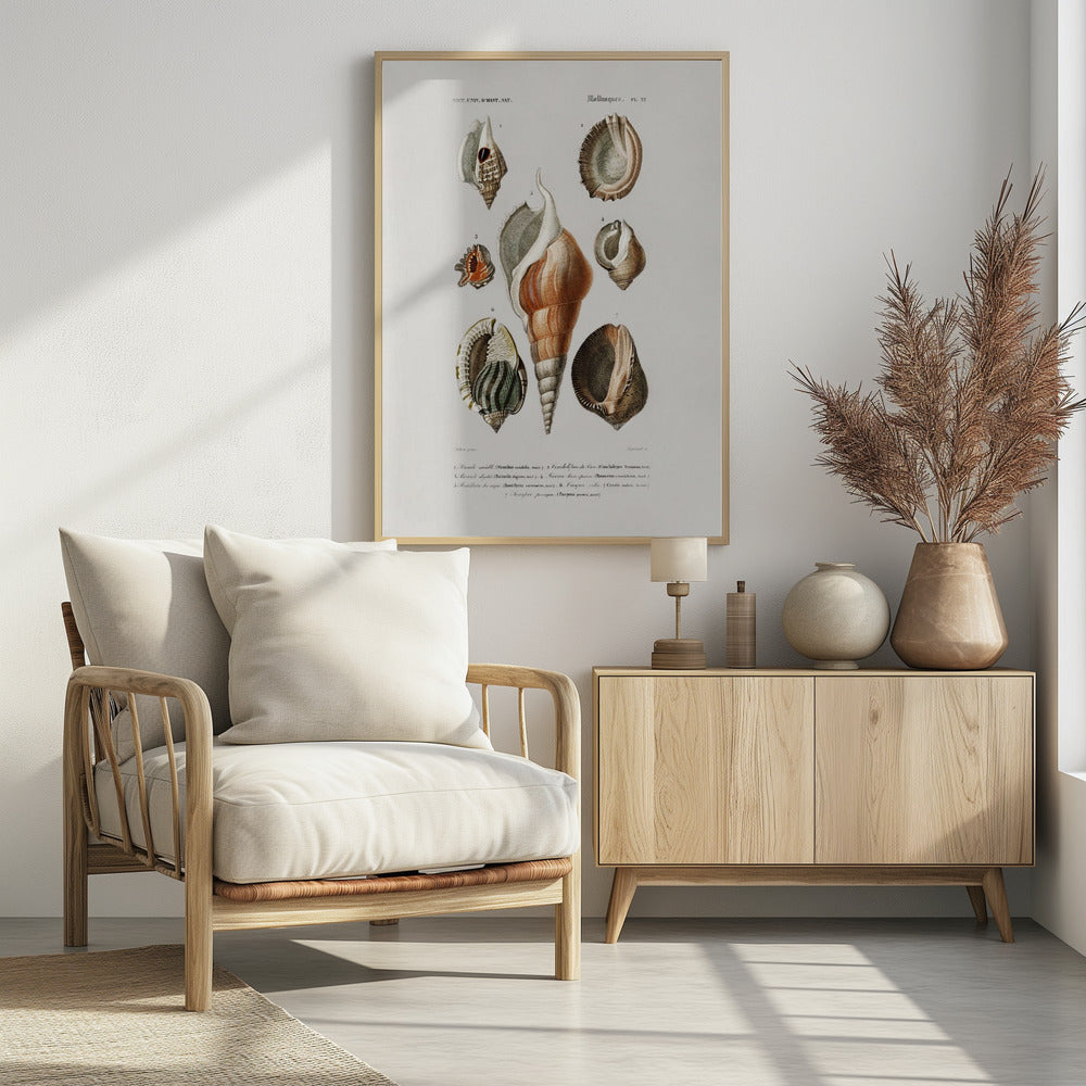 Different Types of Mollusks | Poster