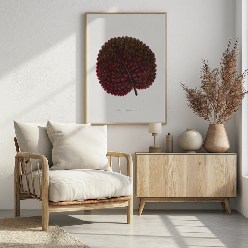 Pink Gesneria Exoniensis Leaf Illustration | Poster