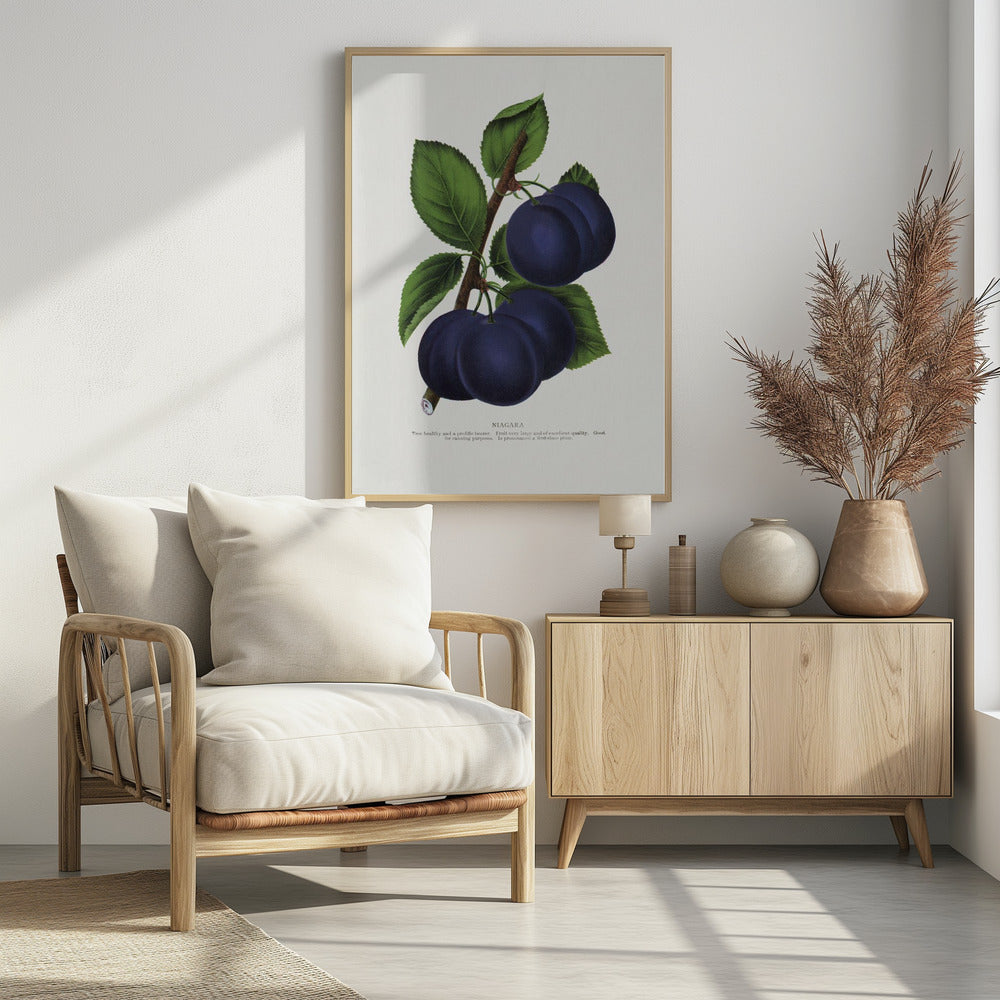 Niagara Plum Lithograph | Poster