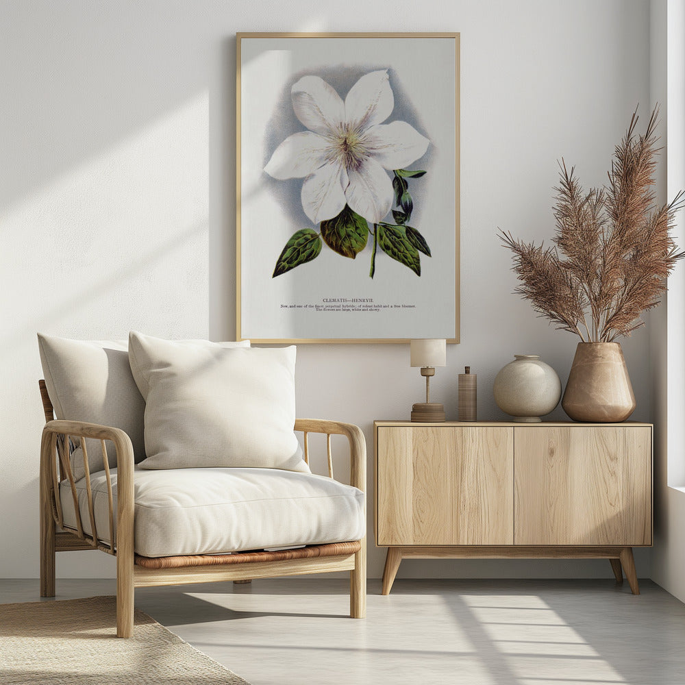 Clematis Flower Lithograph | Poster