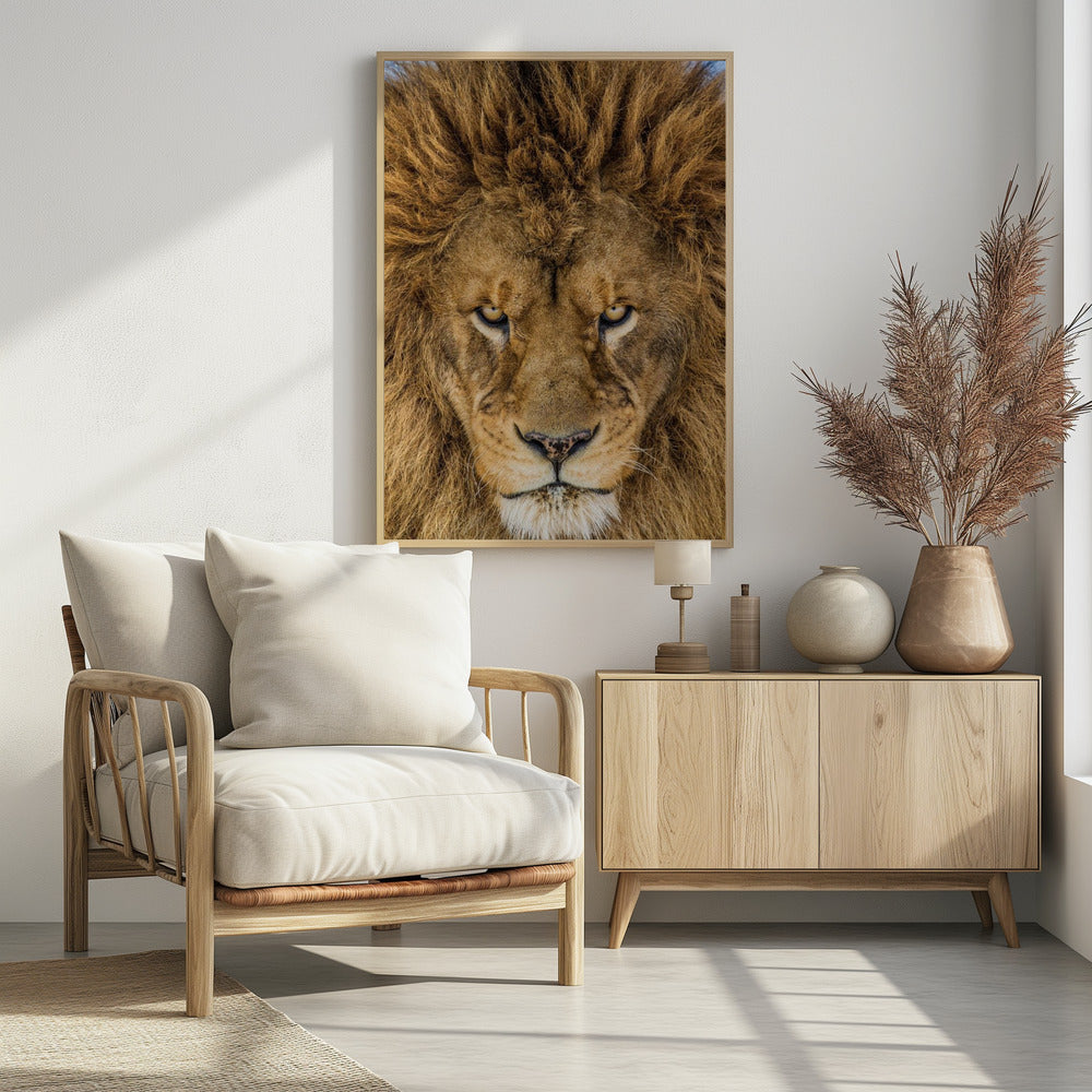 Serious Lion | Poster