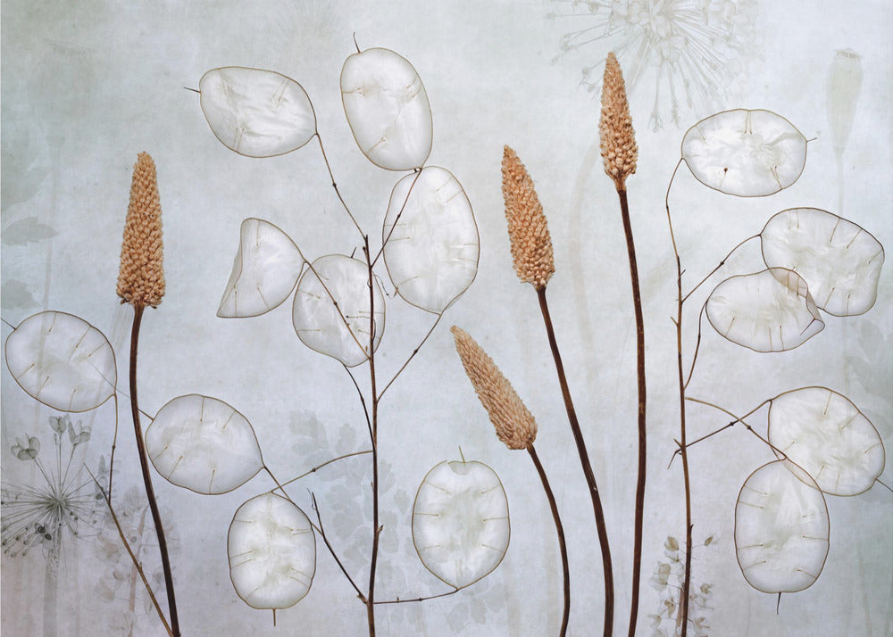 Lunaria | Poster