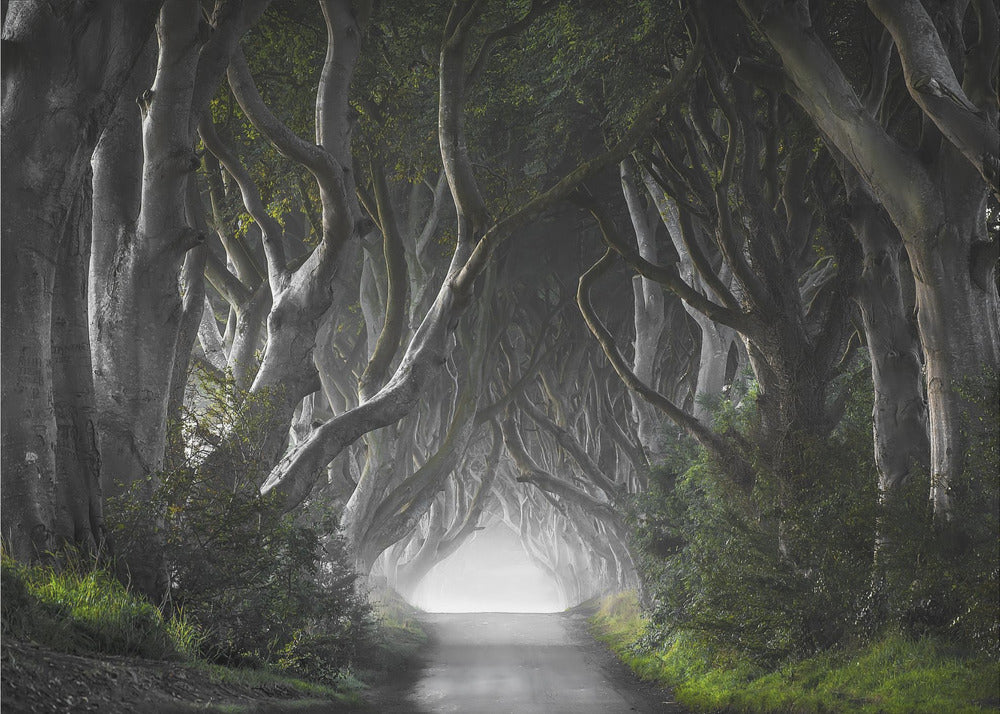 DARK HEDGES | Canvas