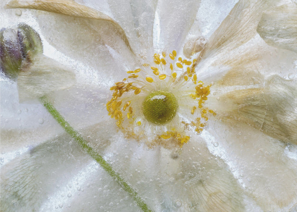 Floral freeze | Canvas