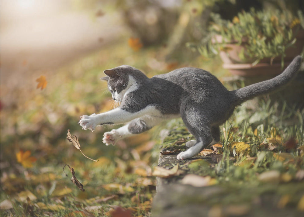 Autumn Play | Canvas
