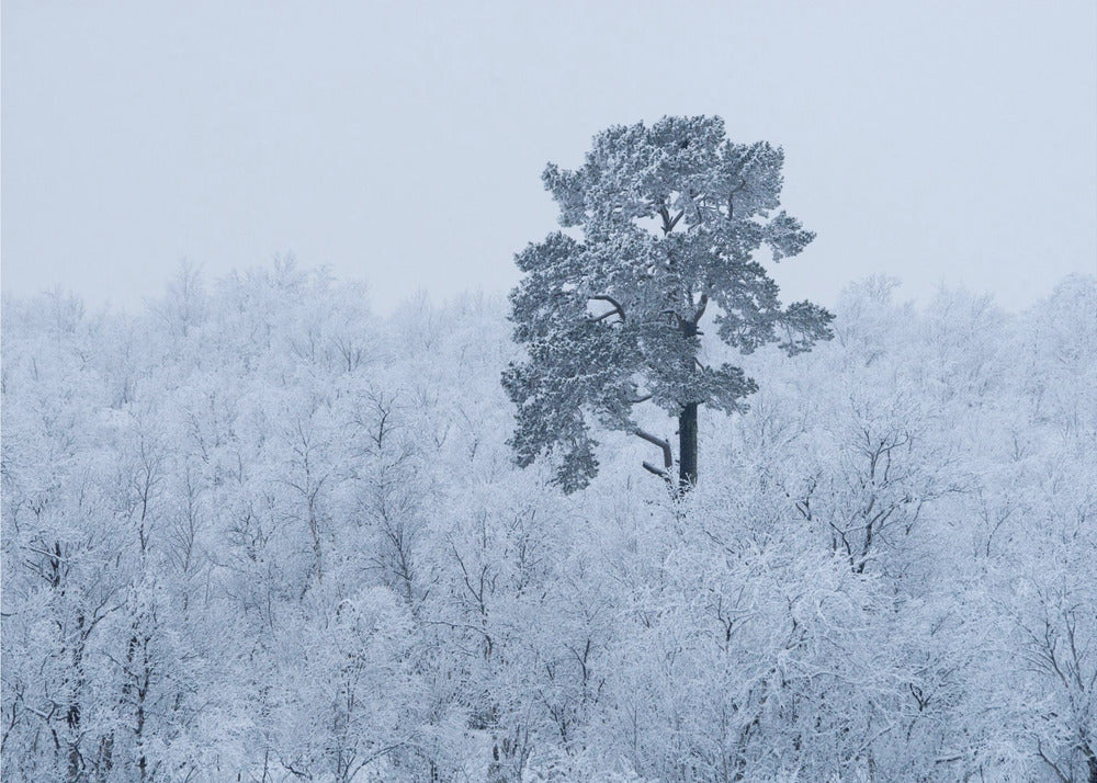First snow | Canvas