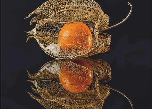 Physalis | Canvas