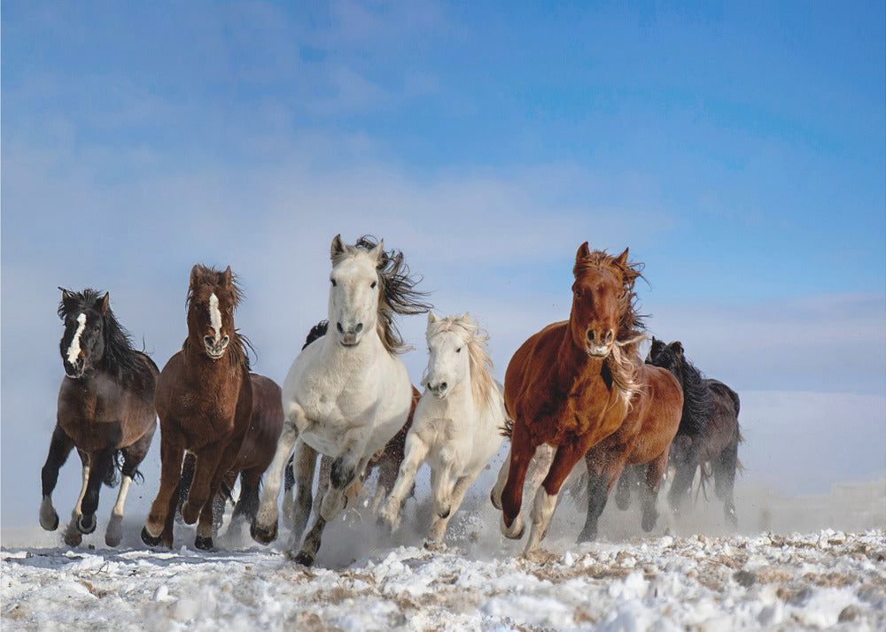 Mongolia Horses | Canvas