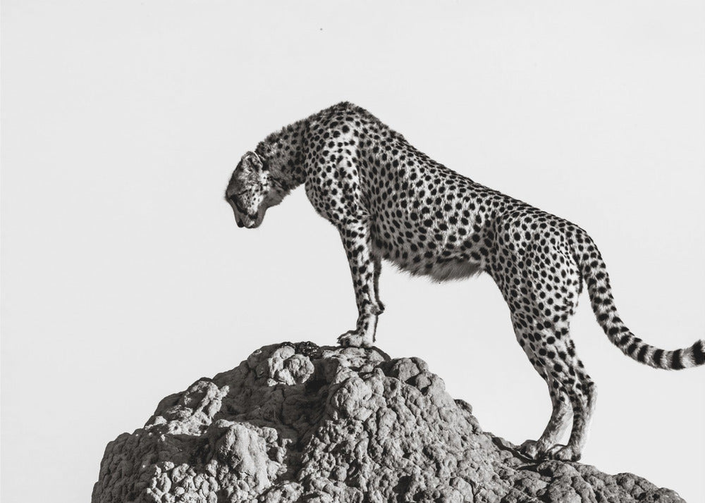 the hunter | Canvas