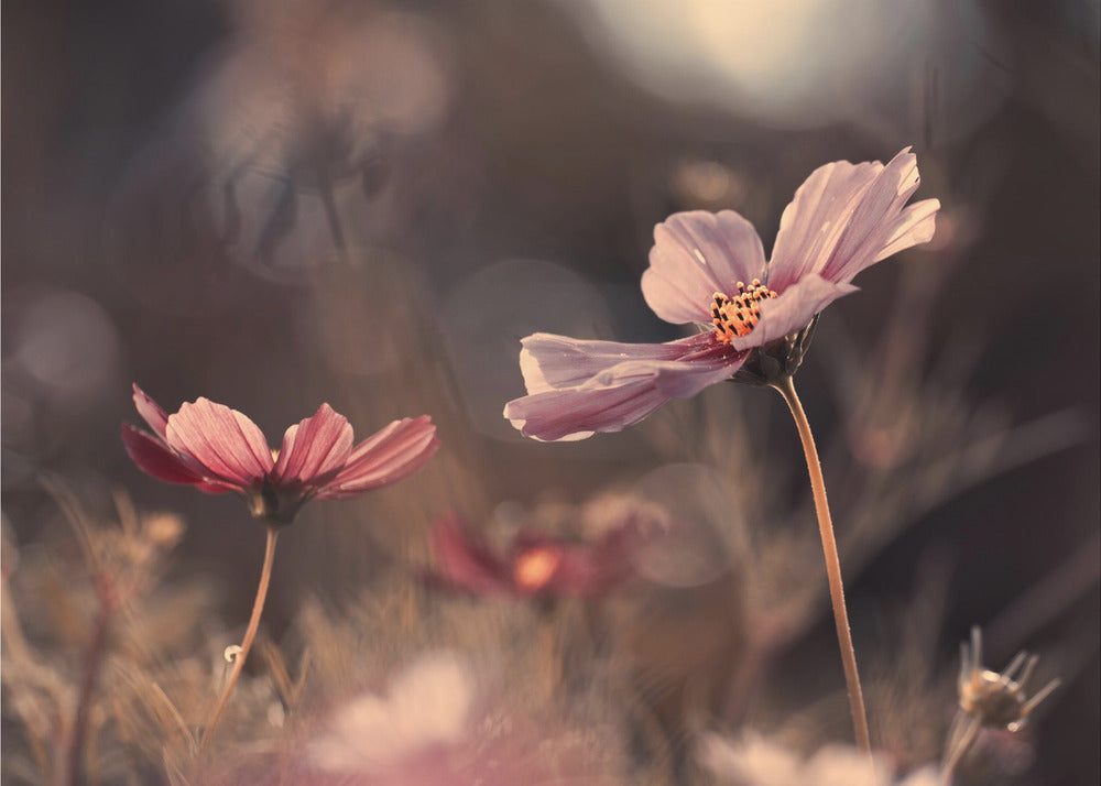 Flowers of innocence | Poster