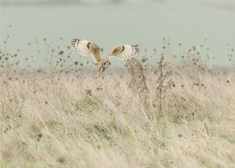 Hunting Short Eared Owl | Canvas