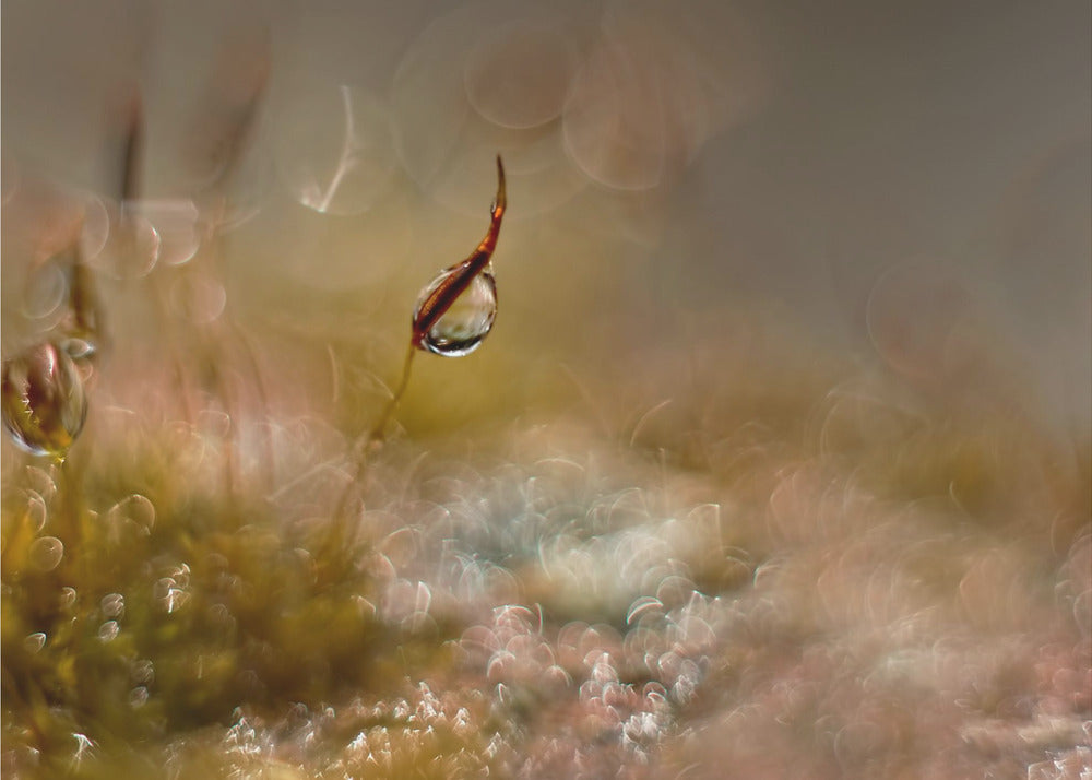 Moss world | Canvas