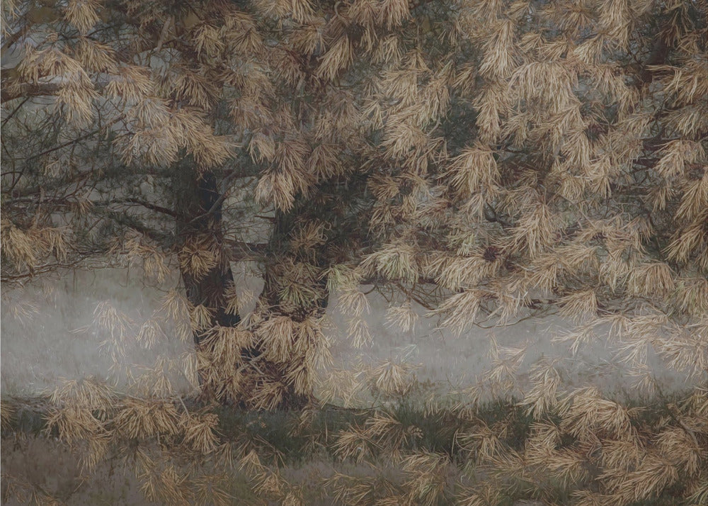 Pine tree | Canvas